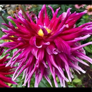 Meet your Posher, Carrie